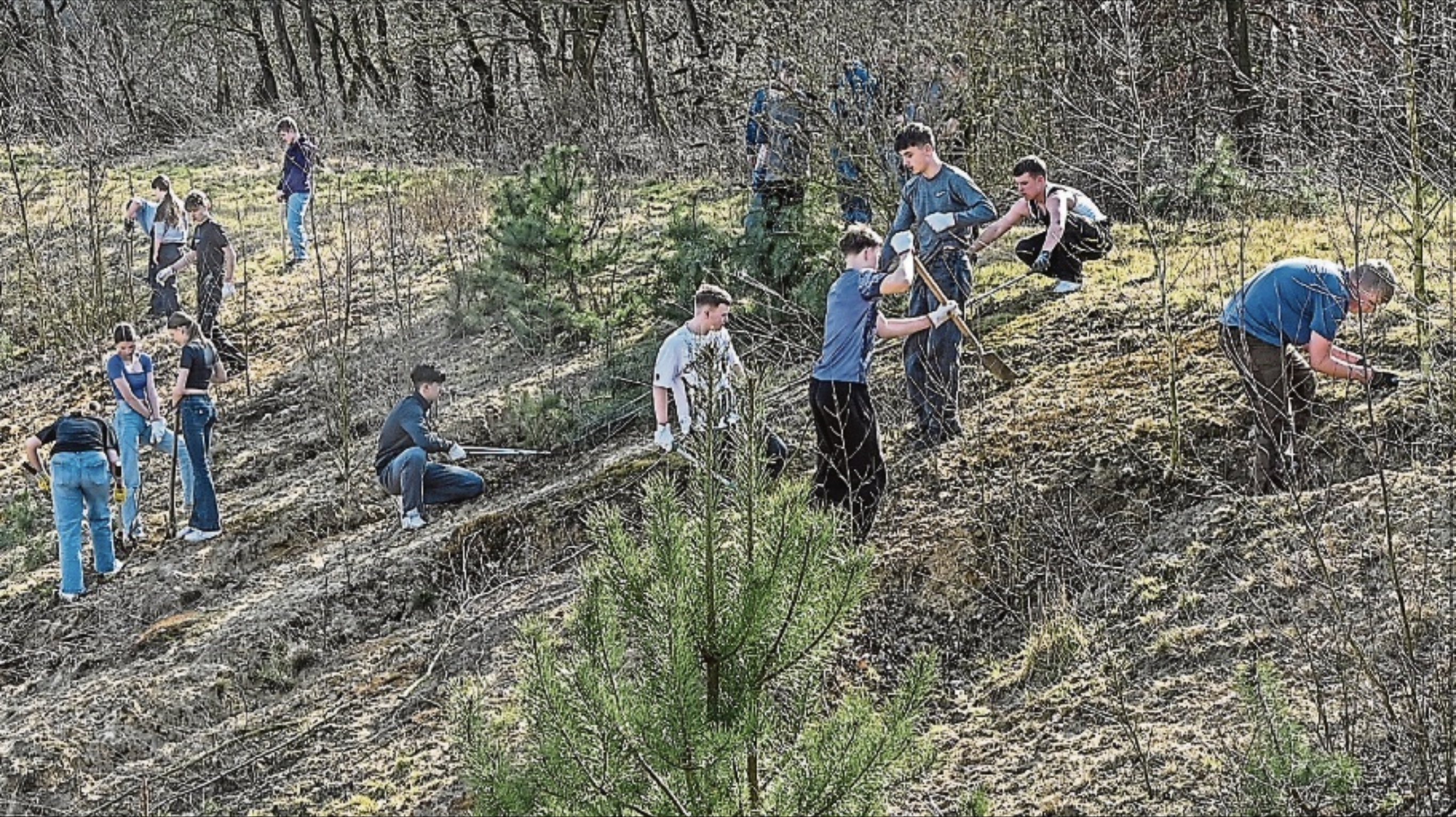 GKS unterstützt beim Entkusseln einer Silbergrasfläche