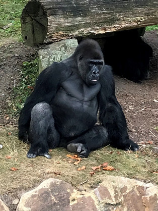 Jahrgang 9 besucht den Zoo Münster