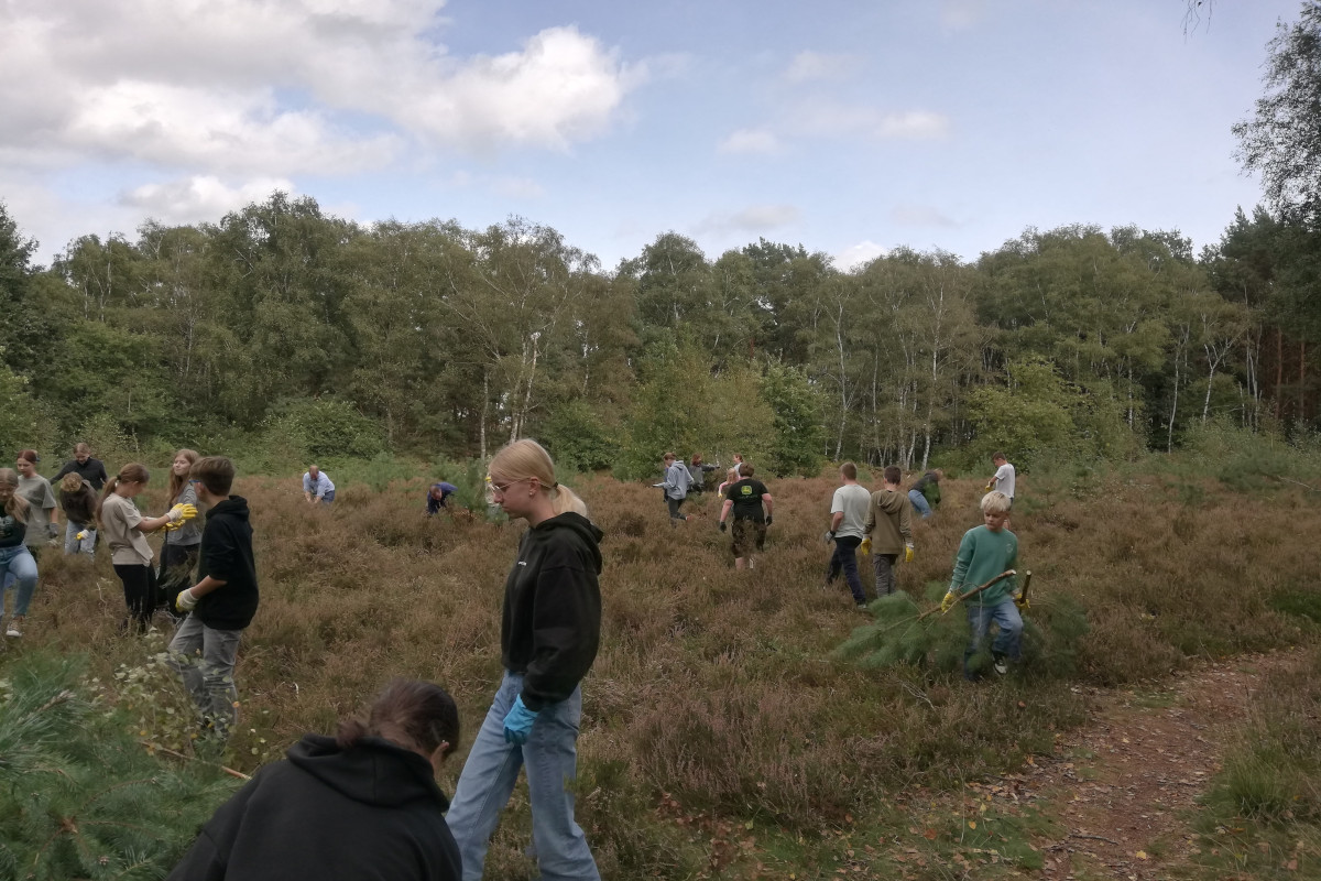 Umwelt-AG entkusselt Heidefläche