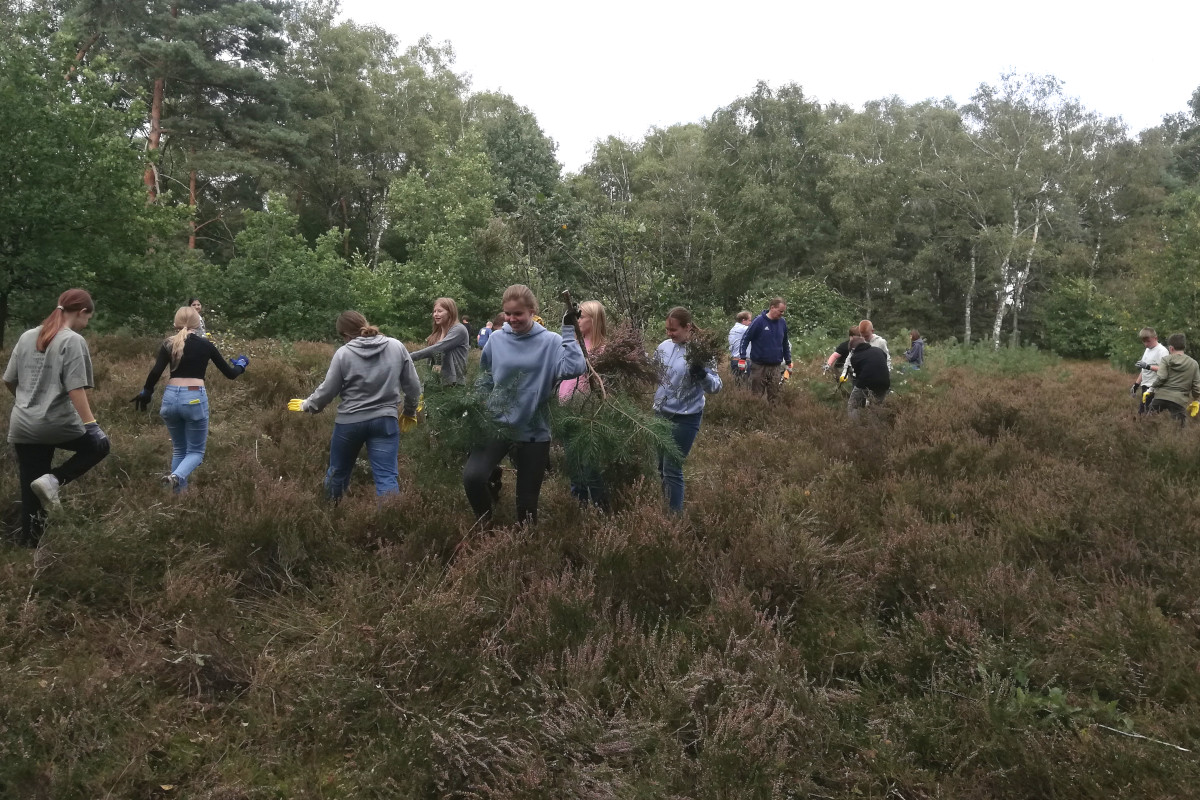 Umwelt-AG entkusselt Heidefläche